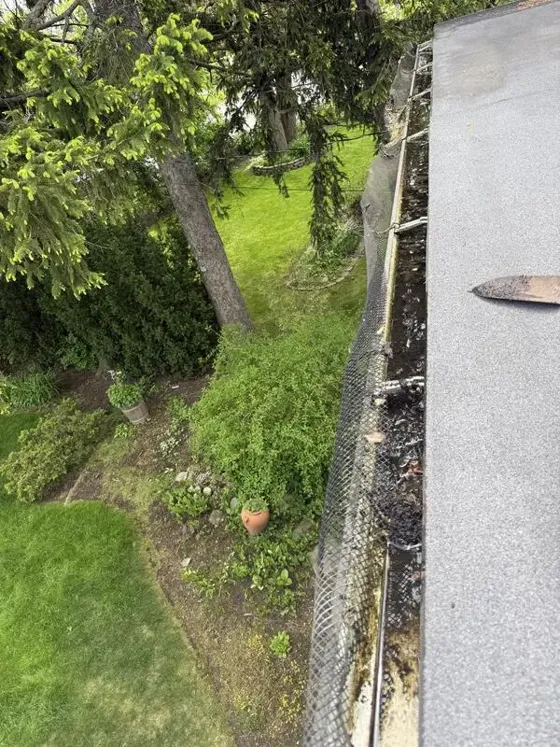 Backyard gutter under pine trees: before